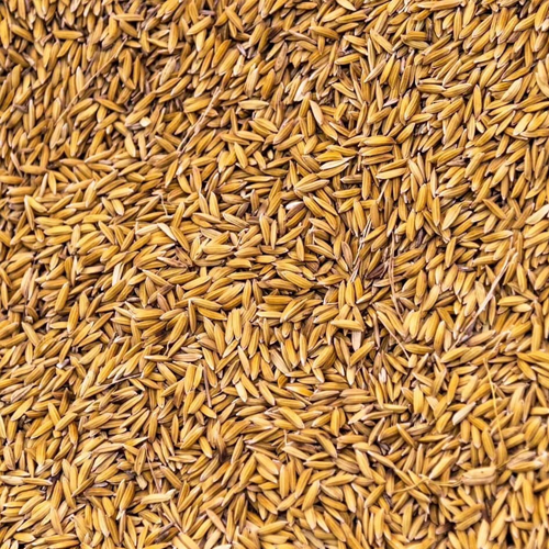 Organic Malting Barley